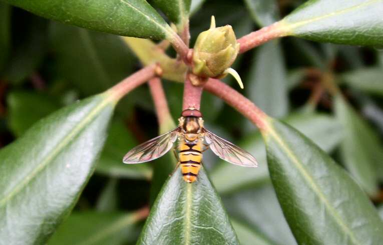 Episyrphus balteatus